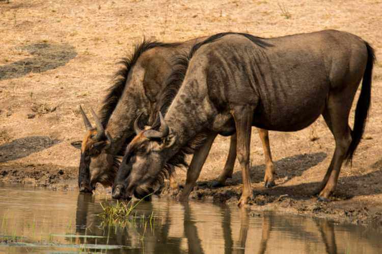 Blue Wildebeest drinking water