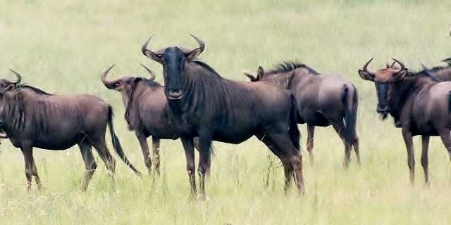 Blue Wildebeest herd