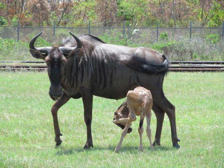 Blue wldebeest with calf