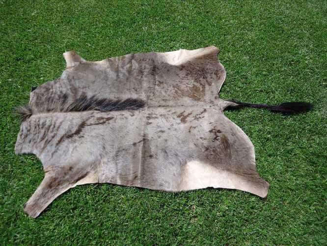 Premium Tanned Blue Wildebeest Game Skin Quality Close-up view of the thick leather backing, coarse mane hair, and distinct dark vertical brindle bands of a professionally tanned wildebeest skin