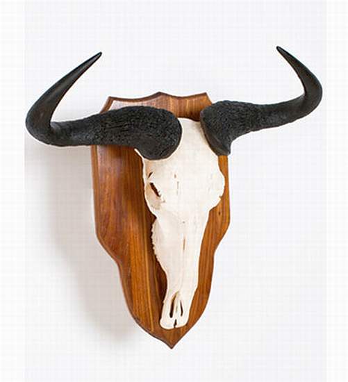 African Blue Wildebeest skull on shield