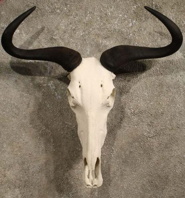 African Blue Wildebeest skull