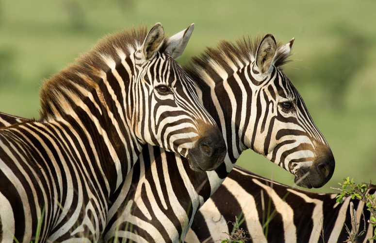 Burchell Zebra