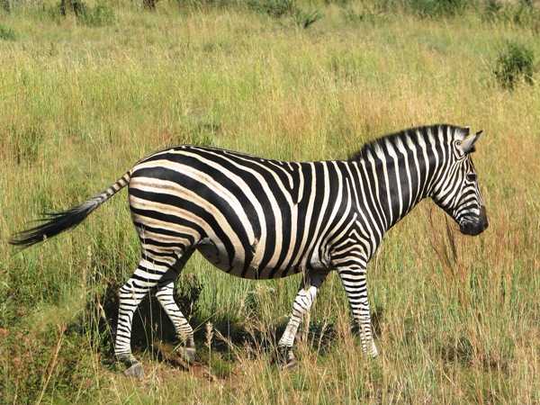 Burchell Zebra