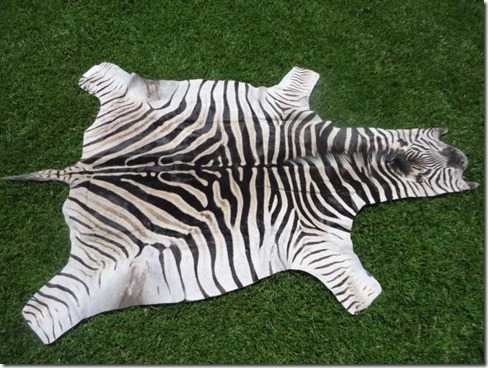 Burchell Zebra hide
