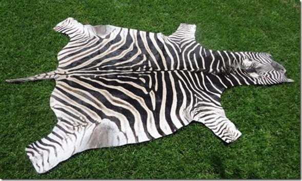 Burchell Zebra hide