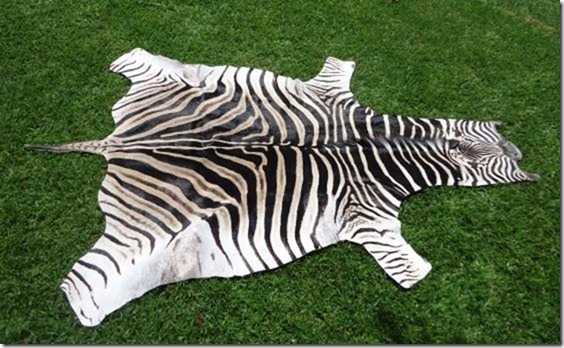 Burchell Zebra hide