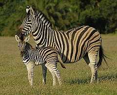 Burchell Zebra