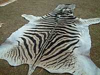Burchelle Zebra skin