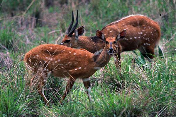 African Bushbuck