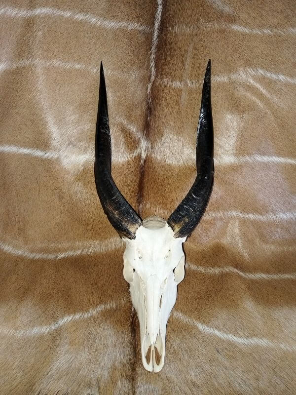 Bushbuck Bushbuck