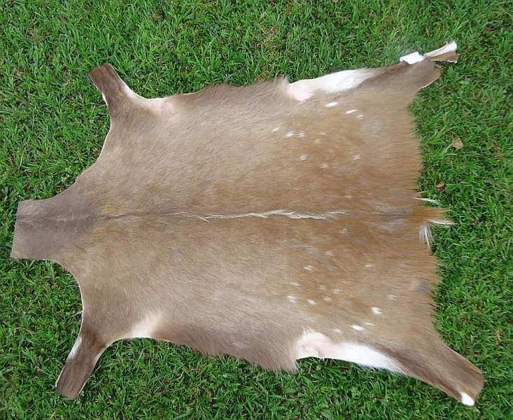 African Bushbuck hide