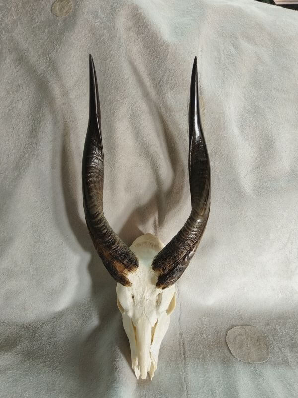Bushbuck skull Bushbuck skull
