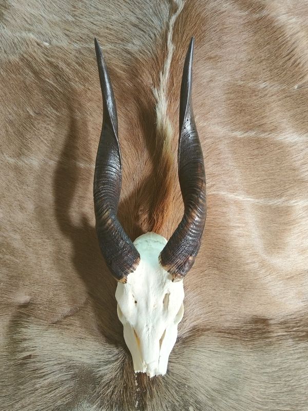 Bushbuck skull Bushbuck skull