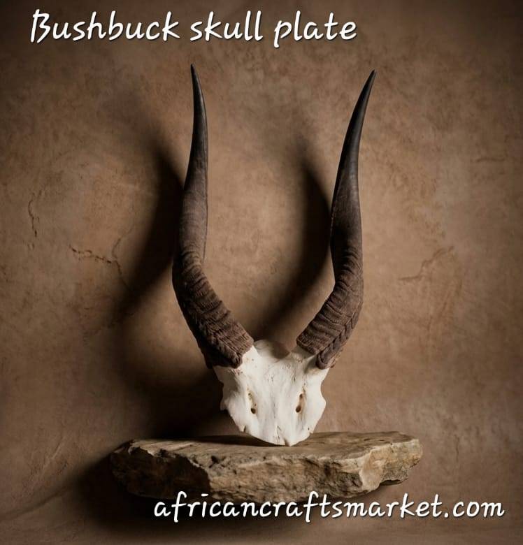 Bushbuck skull plate Bushbuck skull plate