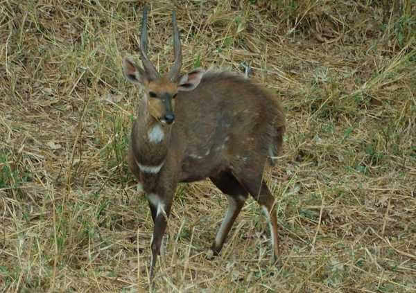 African Bushbuck