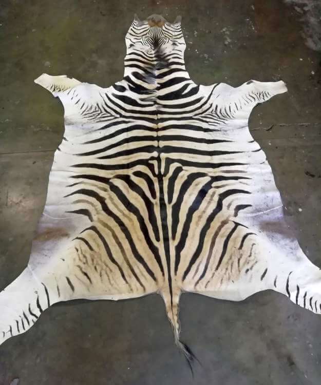 African Burchell Zebra hides / skins - C grade