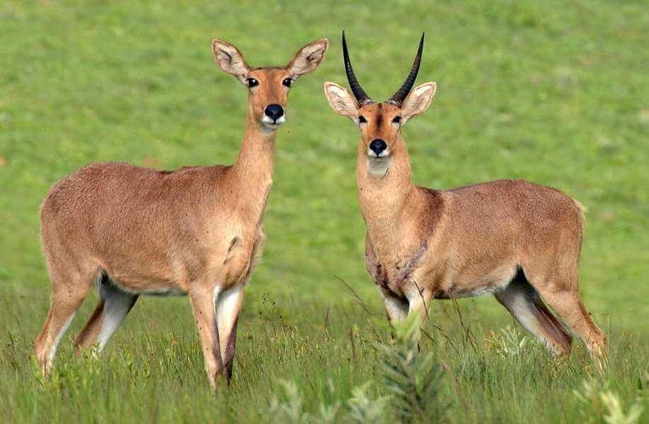Common Reedbuck