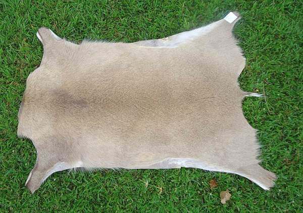 Duiker hide
