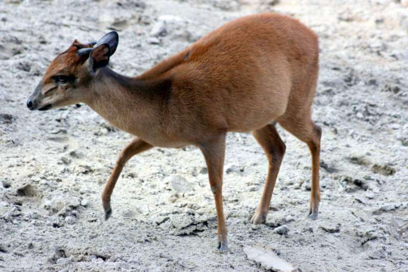 African Duiker