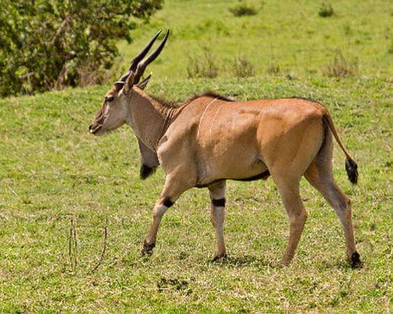 African Eland
