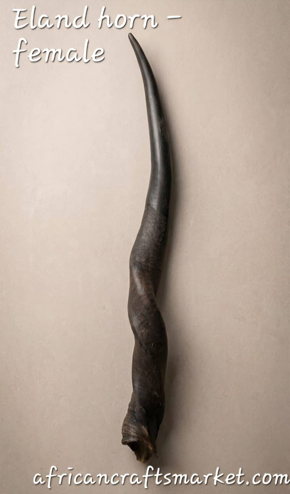 Female Eland horn