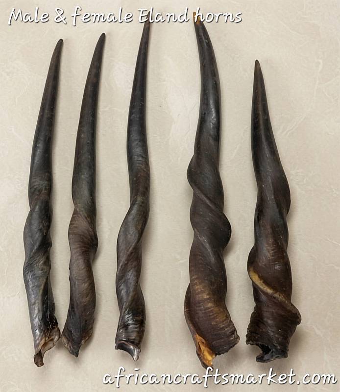 Eland horns