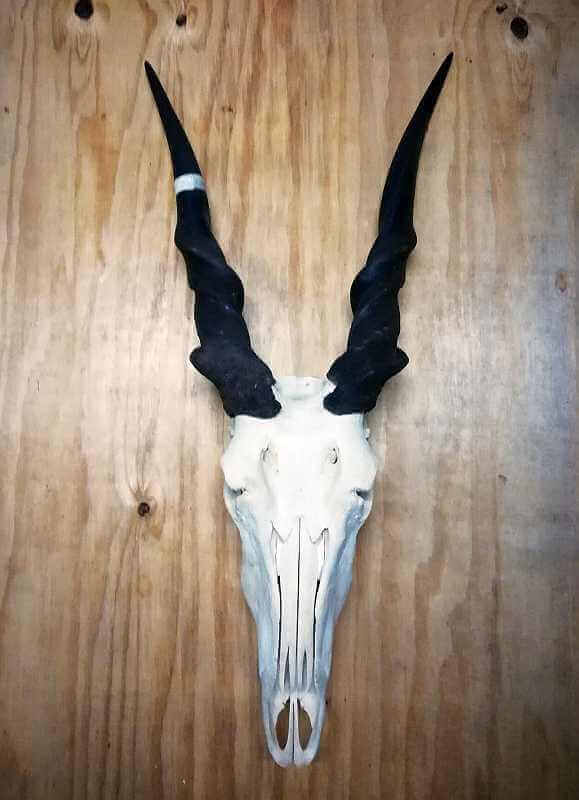 Male Eland skull Male Eland full skull