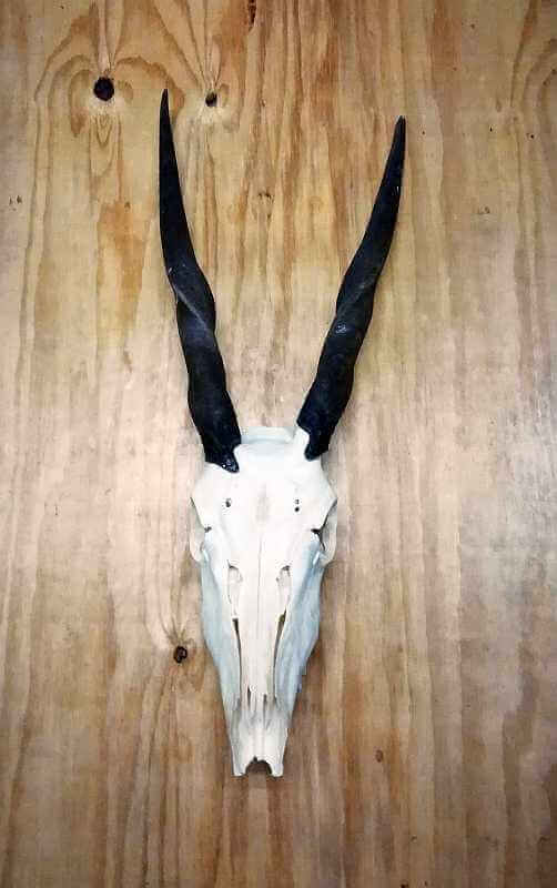 Female skull plate Eland skull plate - female