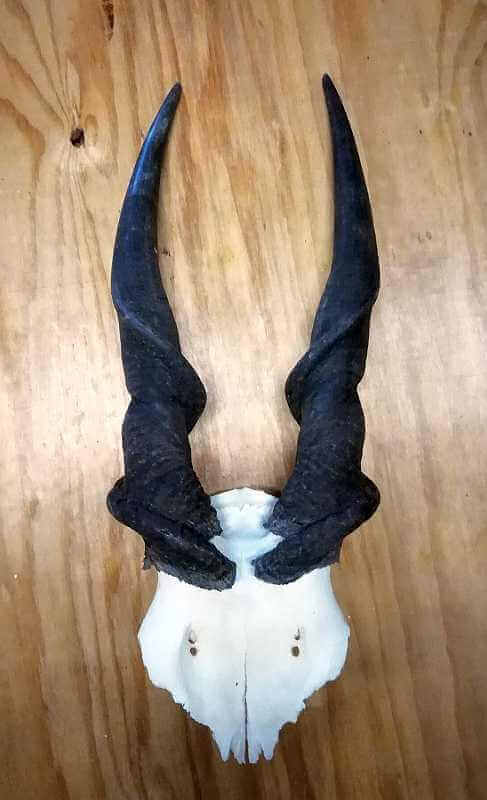 Female skull plate Eland skull plate - Male