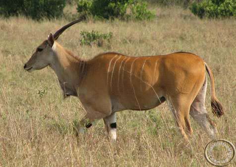 African Eland
