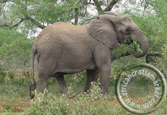 African elephant