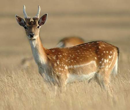 African Fallow deer hide