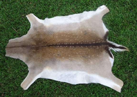 Premium Tanned Fallow Deer Skin Quality Velvety hair-on coat and premium supple leather backing of a professionally tanned spotted Fallow Deer skin