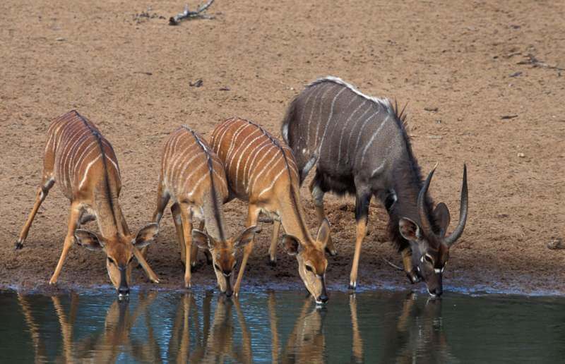 Female Nyala at water