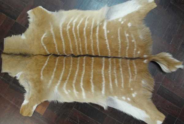 African Female Nyala Skin