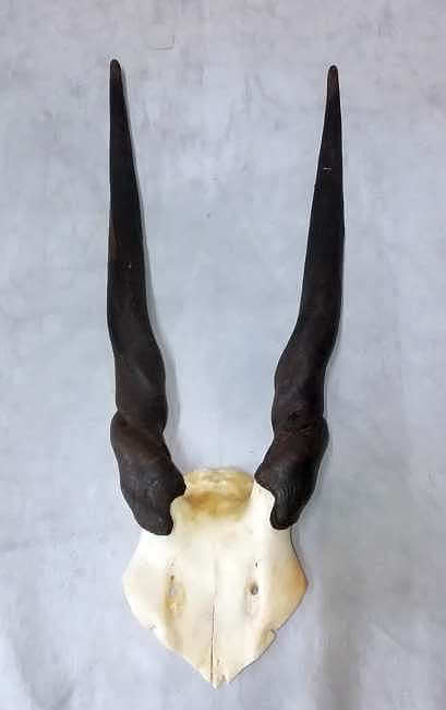 Female Eland skull plate Eland skull plate - female