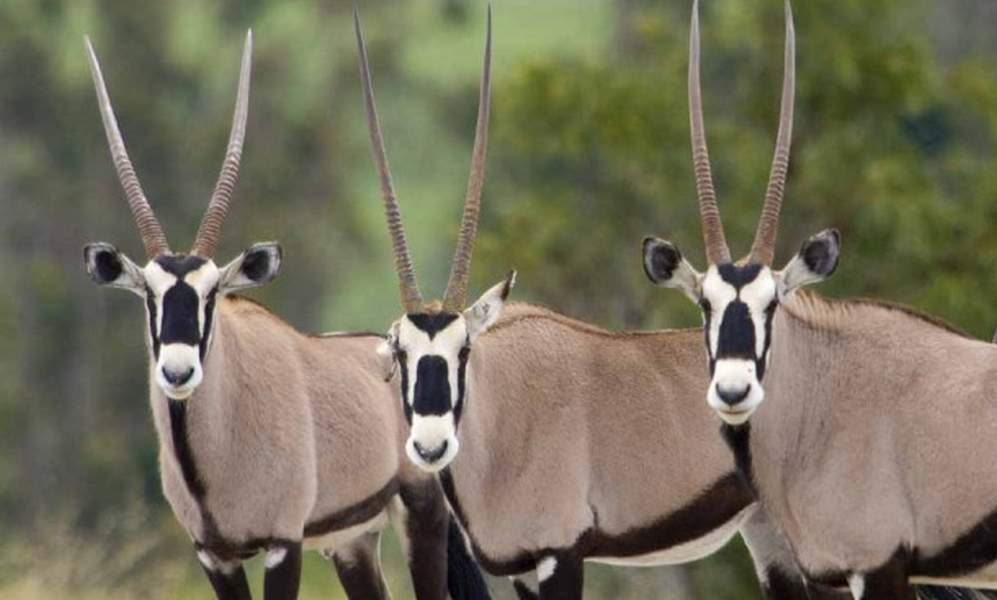 Gemsbok  trio