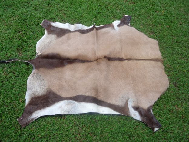 African Gemsbok skin / hide
