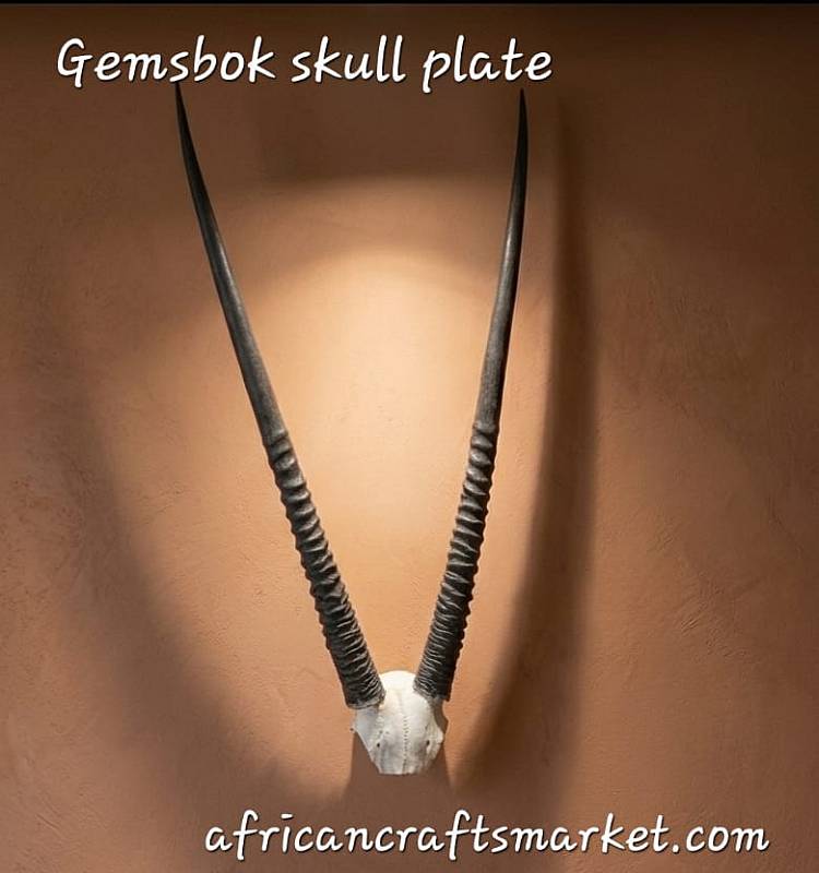 African Gemsbok horn skull plate