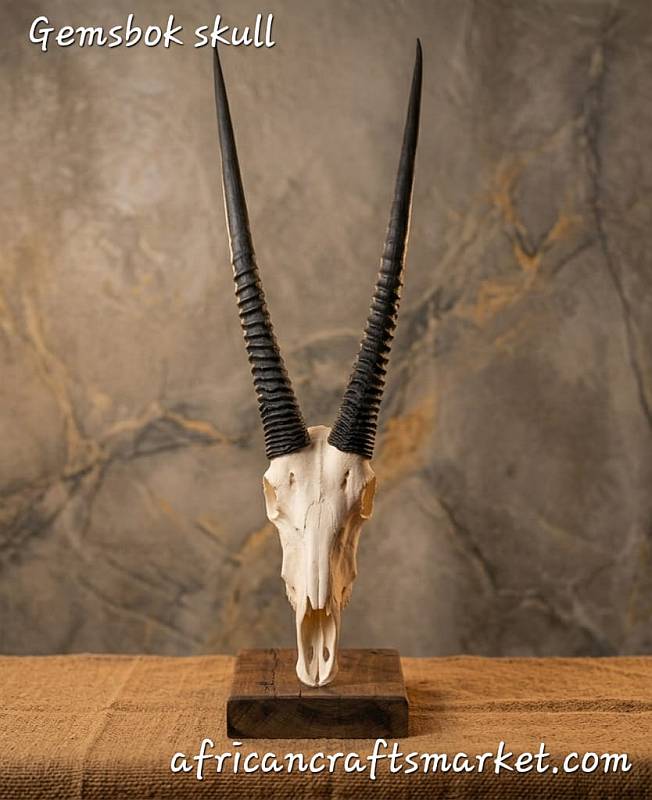African Gemsbok skull