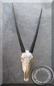 Gemsbok skull