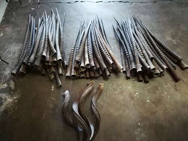 Gemsbok horns Pair of authentic Gemsbok (Oryx gazella) horns sourced in South Africa