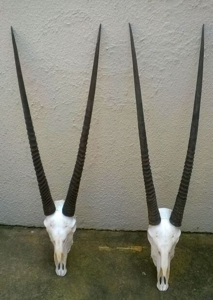 Gemsbok / Oryx skulls African antelope horn specimen