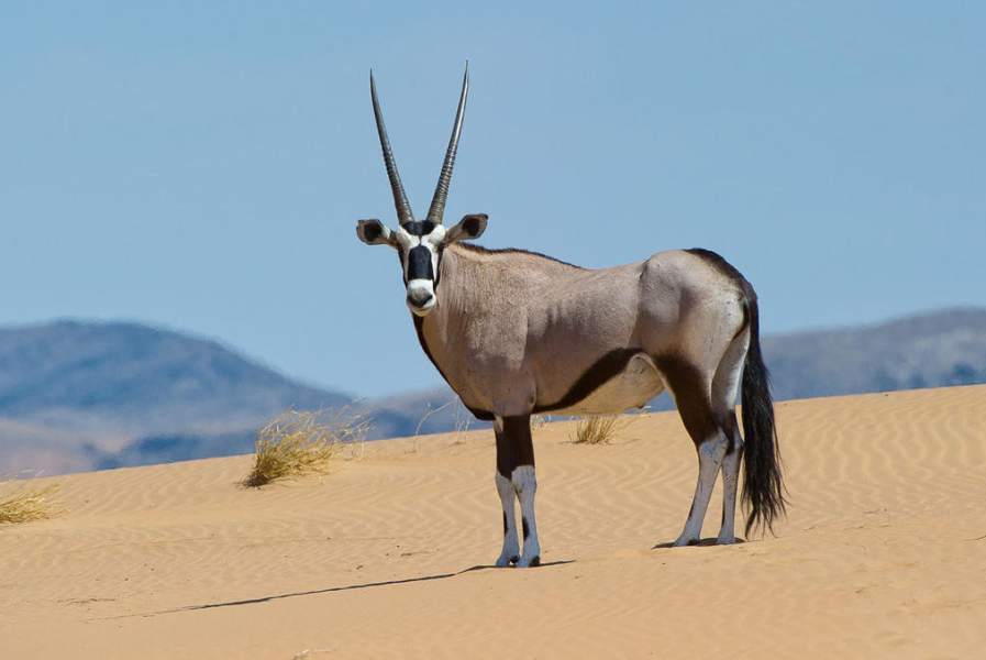 Gemsbok in Namibia