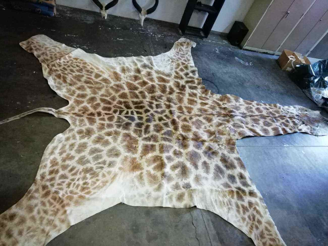 Giraffe skin Giraffe hide