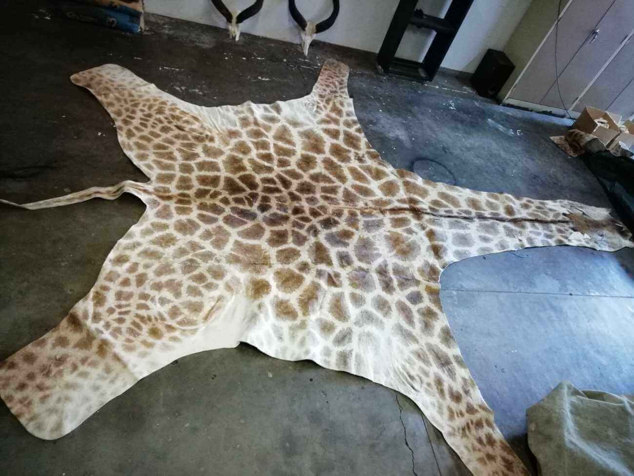 Giraffe skin Giraffe hide