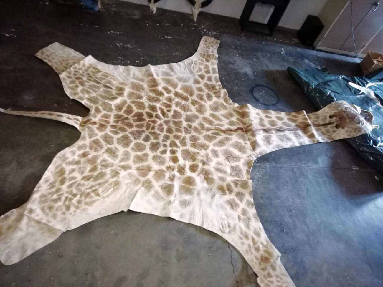 Giraffe skin Giraffe hide