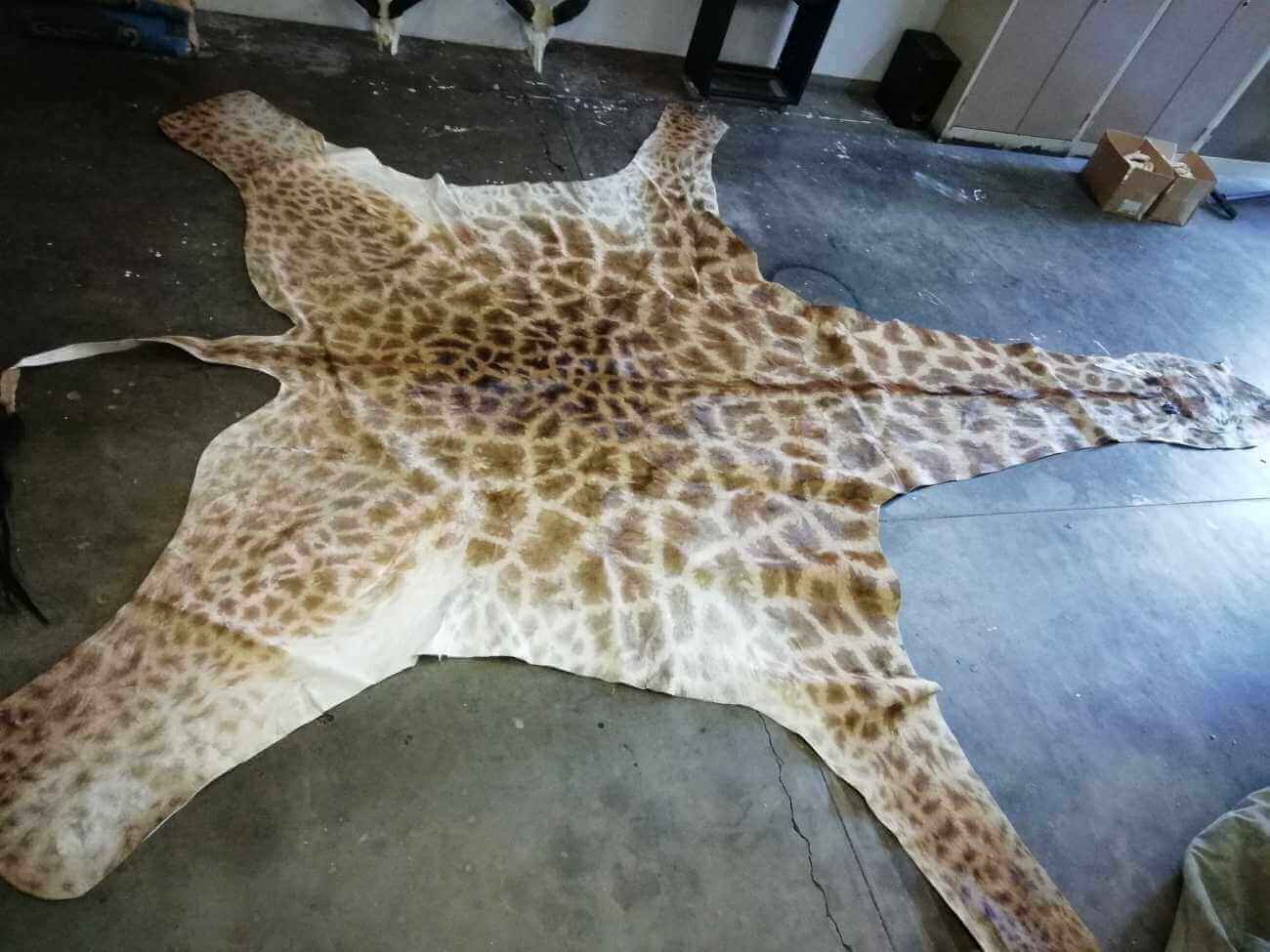 Giraffe skin Giraffe hide