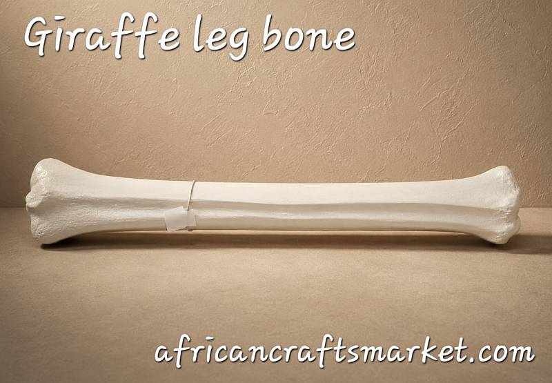 African giraffe leg bone